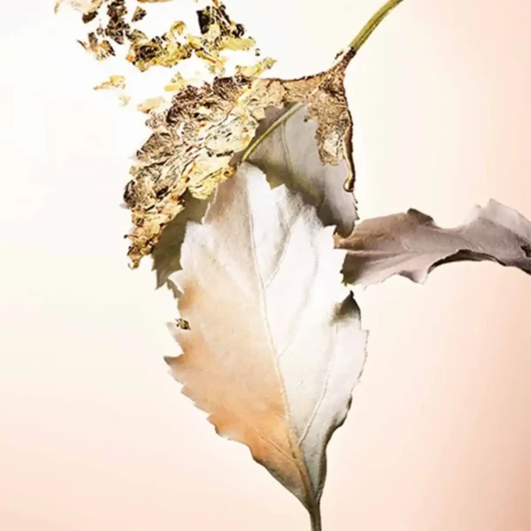 Bvlgari Splendida Patchouli Tentation